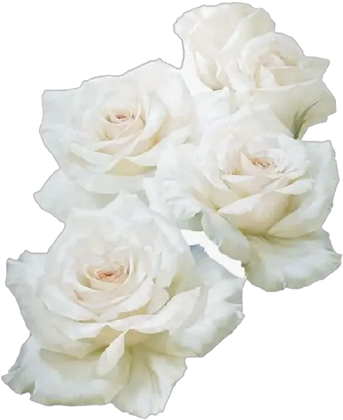 Real White Rose Png Image Flower