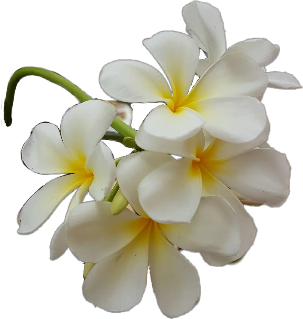 Plumeria Frangipani Png Plumeria Png