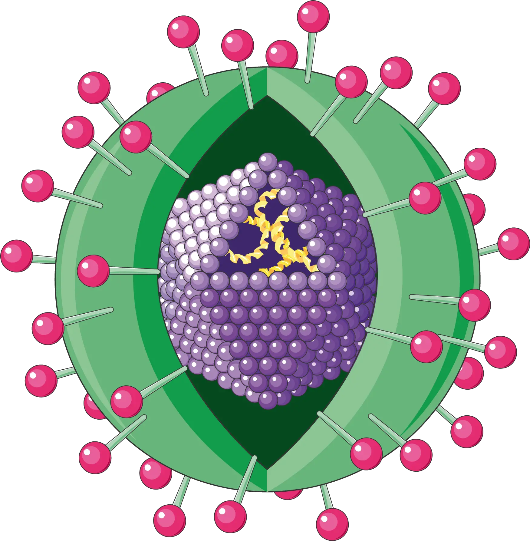 Hepatitis Virus Hepatitis B Clip Art Png Virus Png