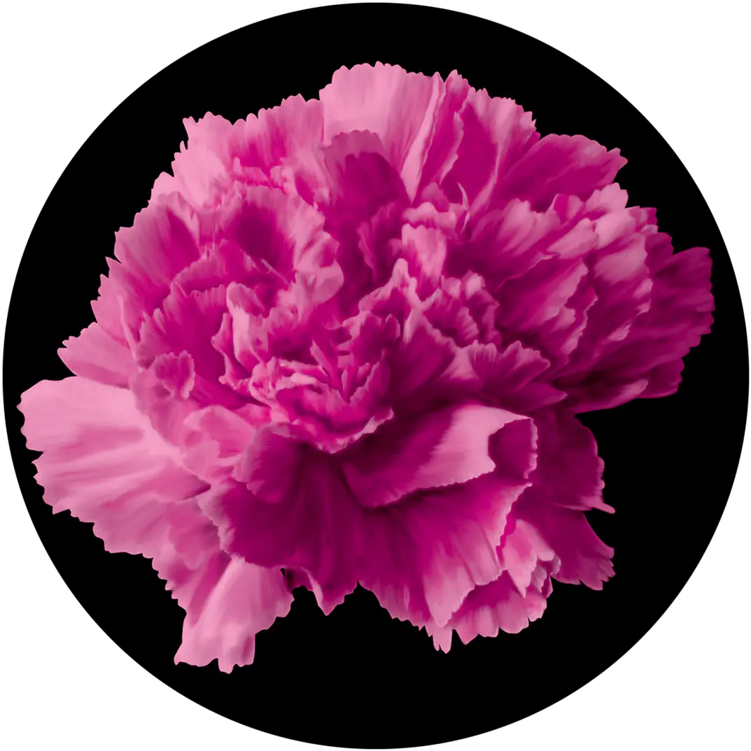 Apollo Pink Carnation Carnation Png Carnation Png