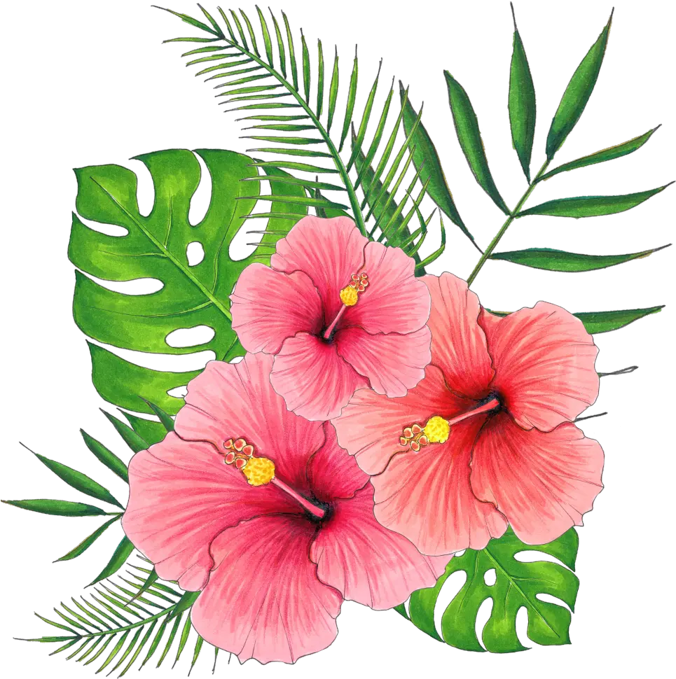Summer Hibiscus Flower Png Transparent Pink Hibiscus Flower Png Hibiscus Flower Png