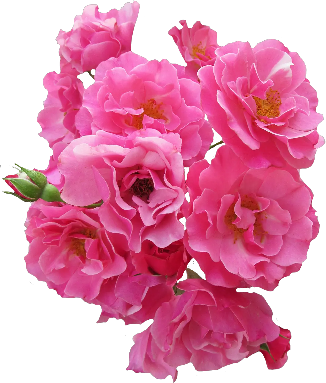 Pin By Camiqwerty Pink Rose Flower Png Peonies Png