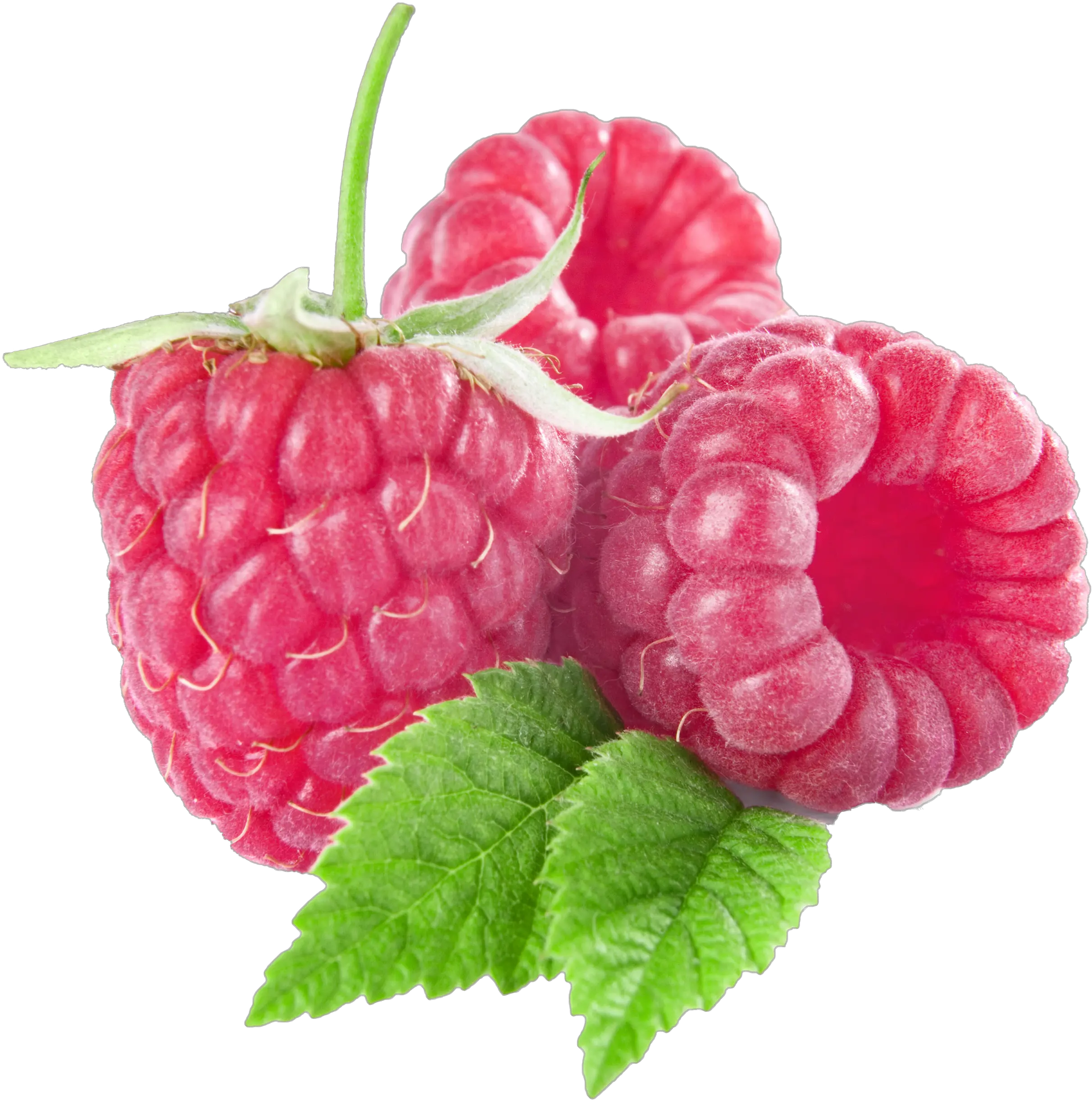 Raspberry Transparent Png Clipart Raspberry Clipart Raspberries Png