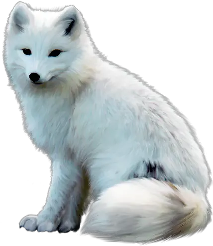 Arctic Fox Png Free Download Arctic Fox Transparent Png Arctic Fox Png