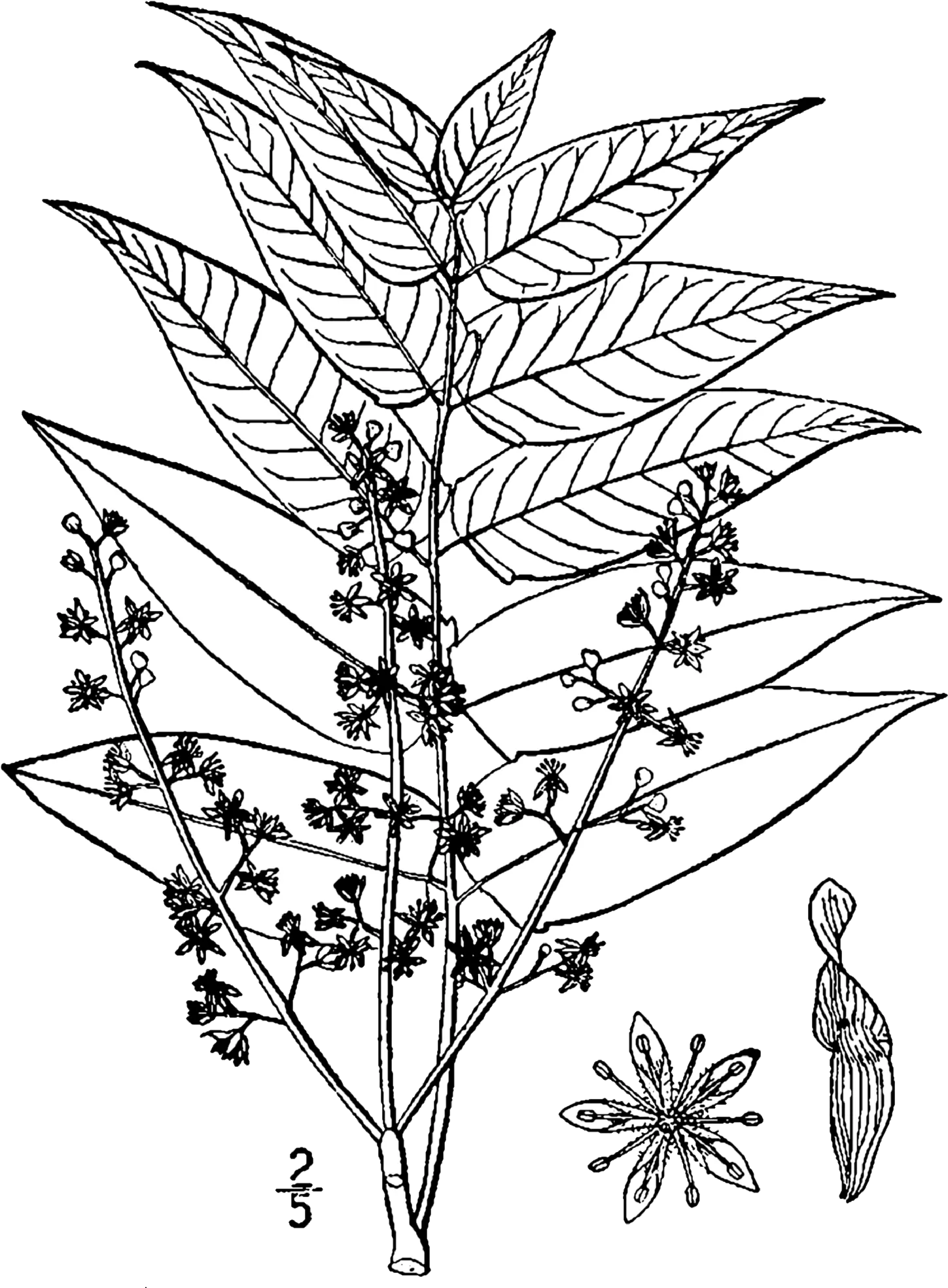Ailanthus Altissima Drawing Tree Of Heaven Botanical Drawing Png Draw Png