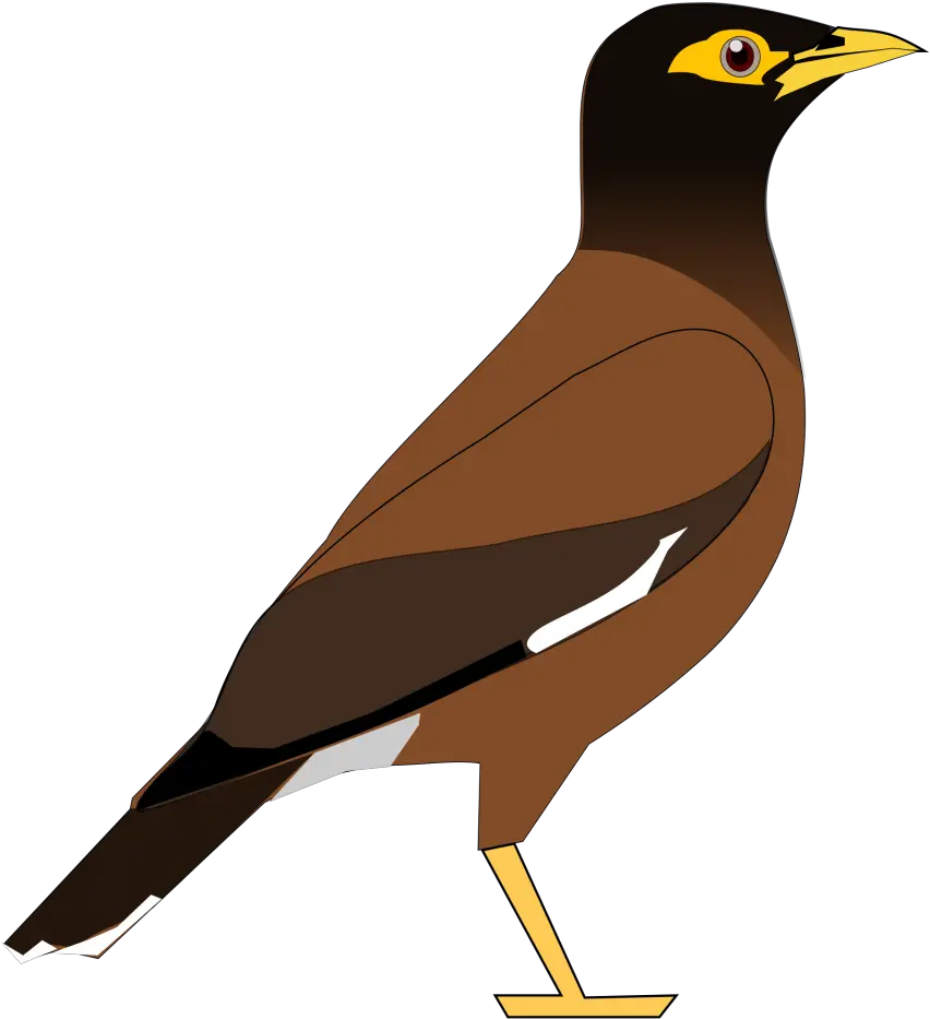 Bird Clipart Png Myna Bird Clipart Bird Clipart Png png