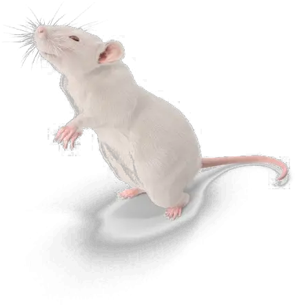 Rat Transparent Png Arts Marsh Rice Rat Rat Png