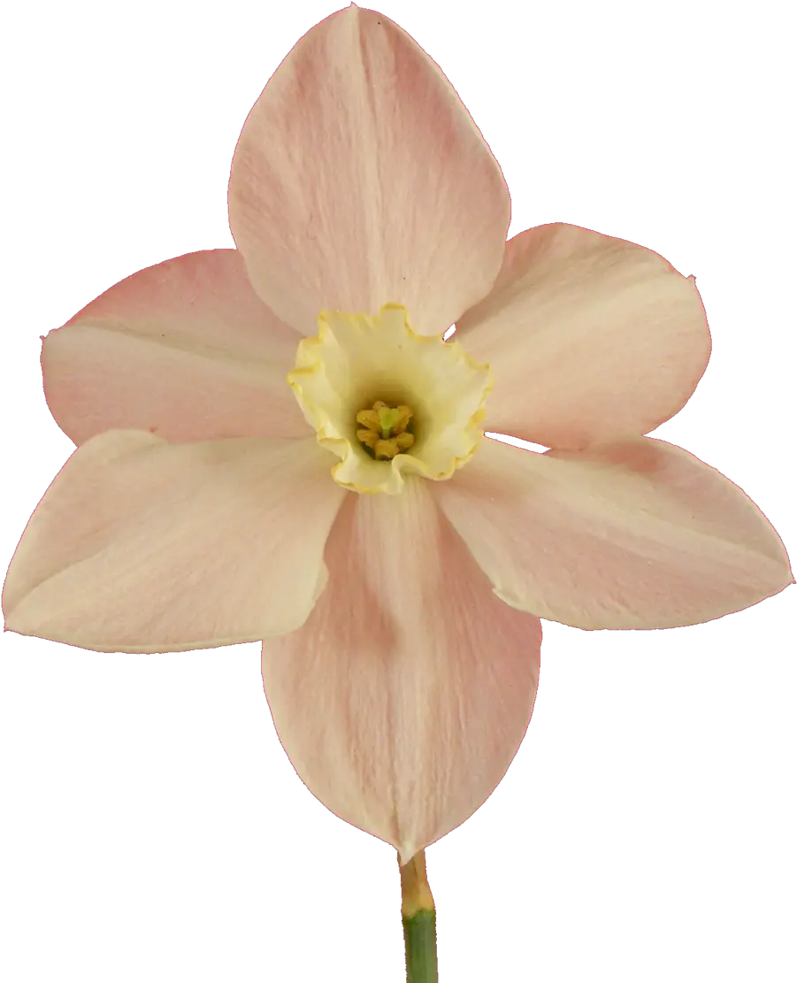 Filenarcissus20090514 37png Wikimedia Commons Daffodil Daffodil Png