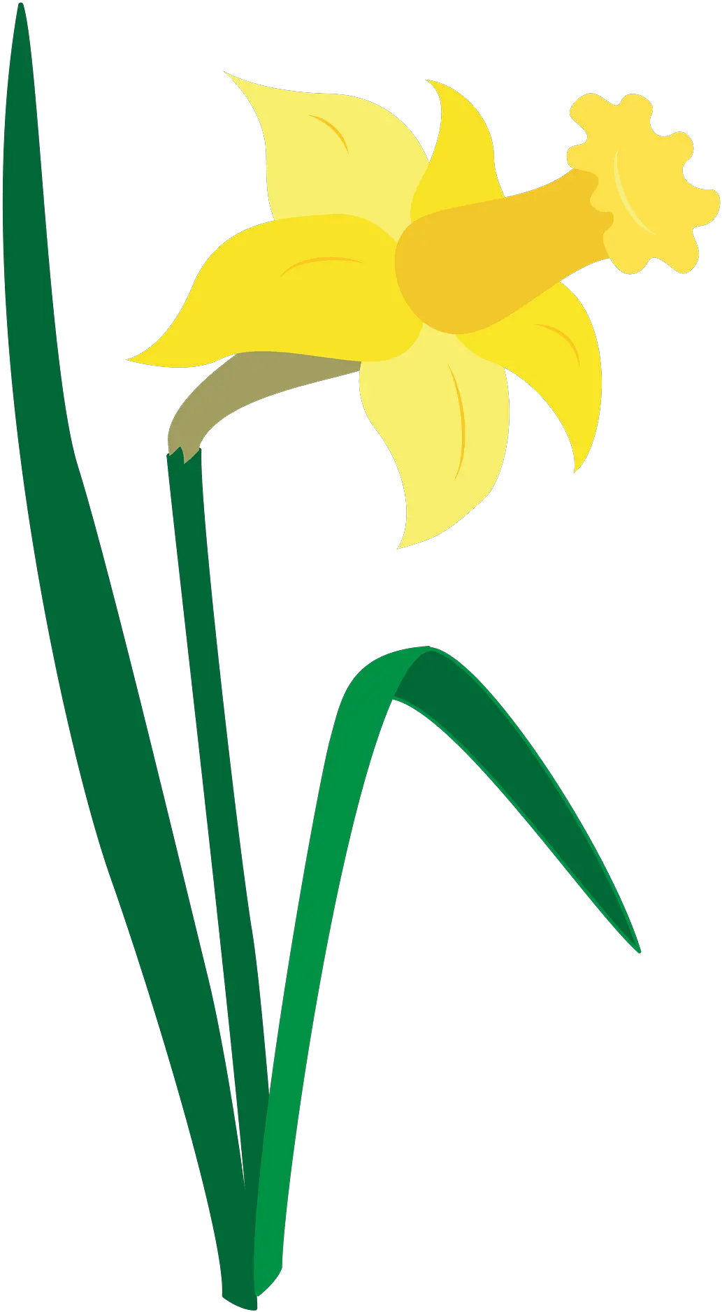 Daffodil Clipart Fresh Png Daffodil Png