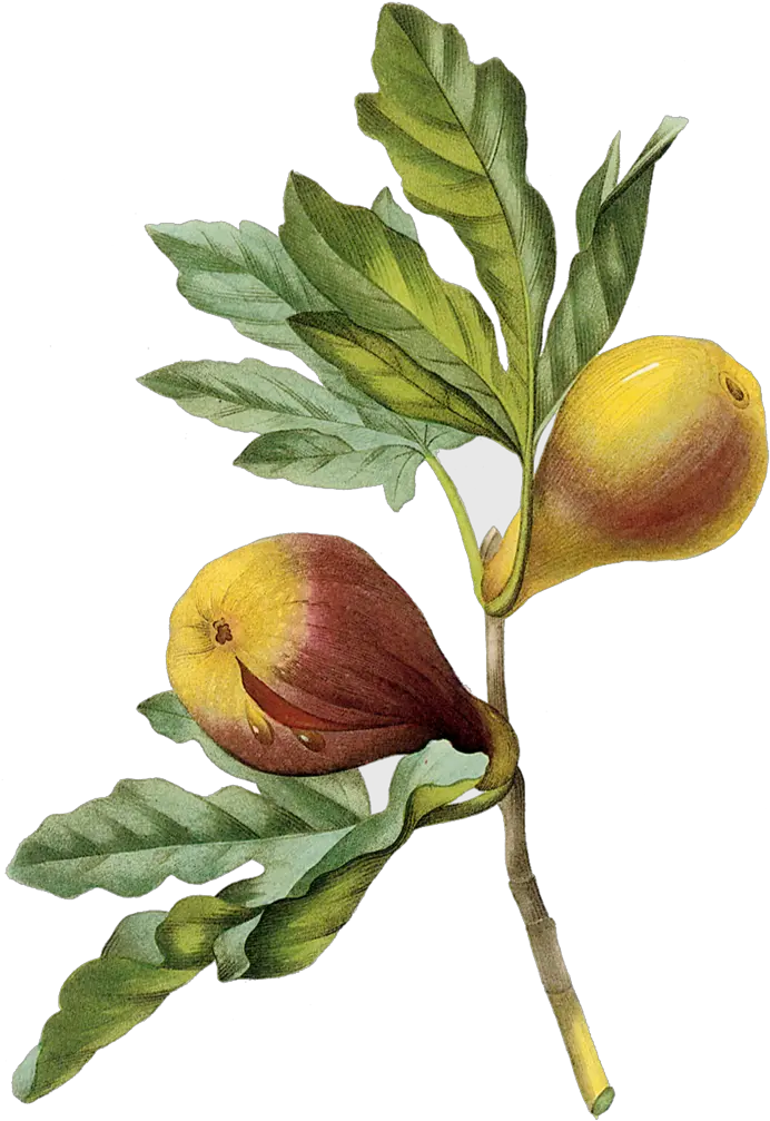 Fig Cinnamon Mr Bitters Drawing Fig Tree Branch Png Fig Png