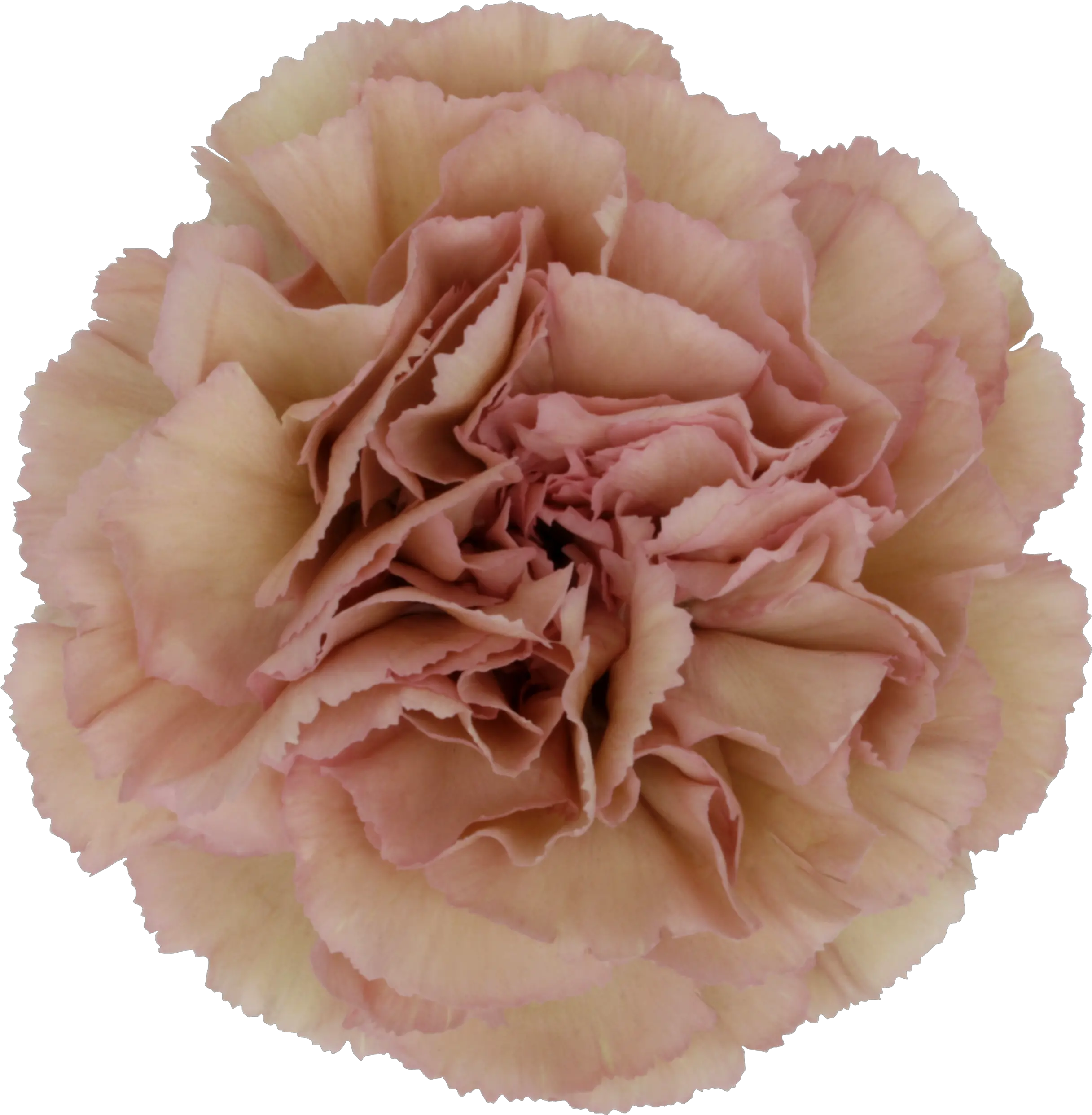 Creola Carnation Carnations Antique Pink October Flowers Creola Carnation Png Carnation Png