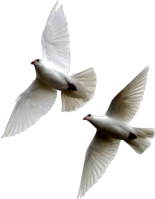 Rock Dove Png Images 2 Doves Flying Together Doves Flying Png