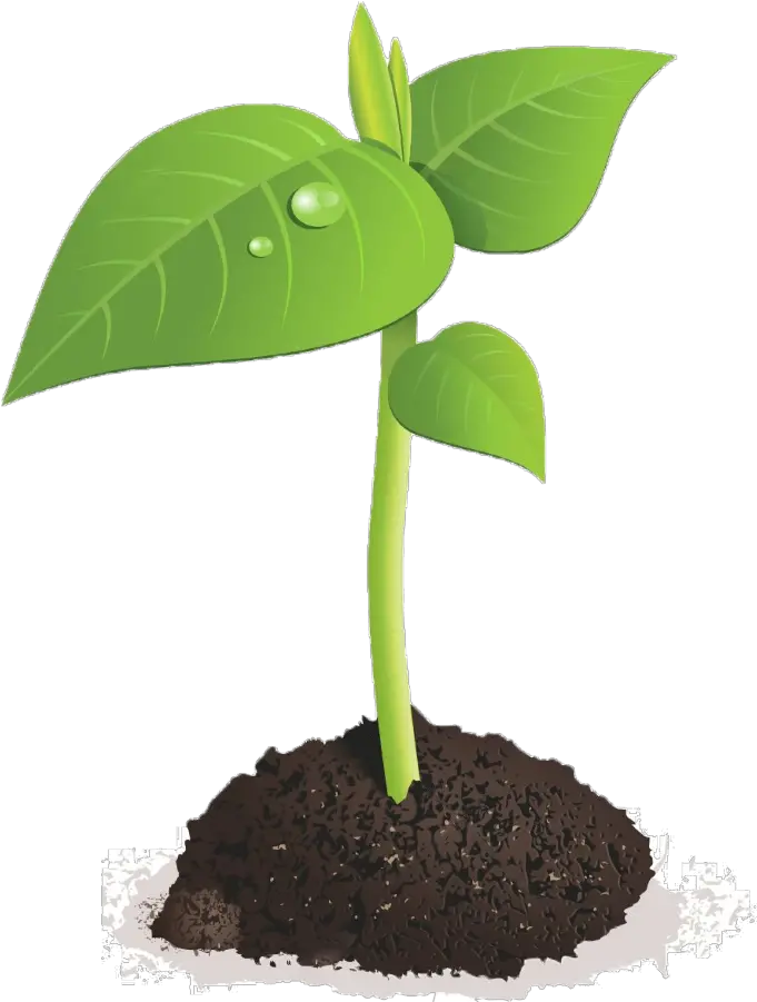 Download Sprout Club Plant Sprout Transparent Background Png Sprout Png