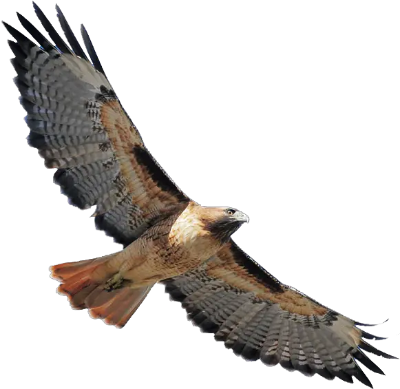 Red Tailed Hawk Clipart Red Tailed Hawk Clip Art Png Hawk Png