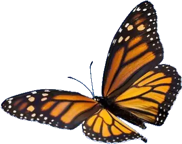 Aesthetic Png Pngtumblr Sticker Transparent Tumblr Aesthetic Butterfly Png Aesthetic Png