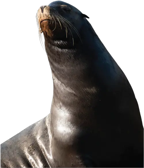 Sea Lions In San Francisco California Sea Lion Png Sea Lion Png