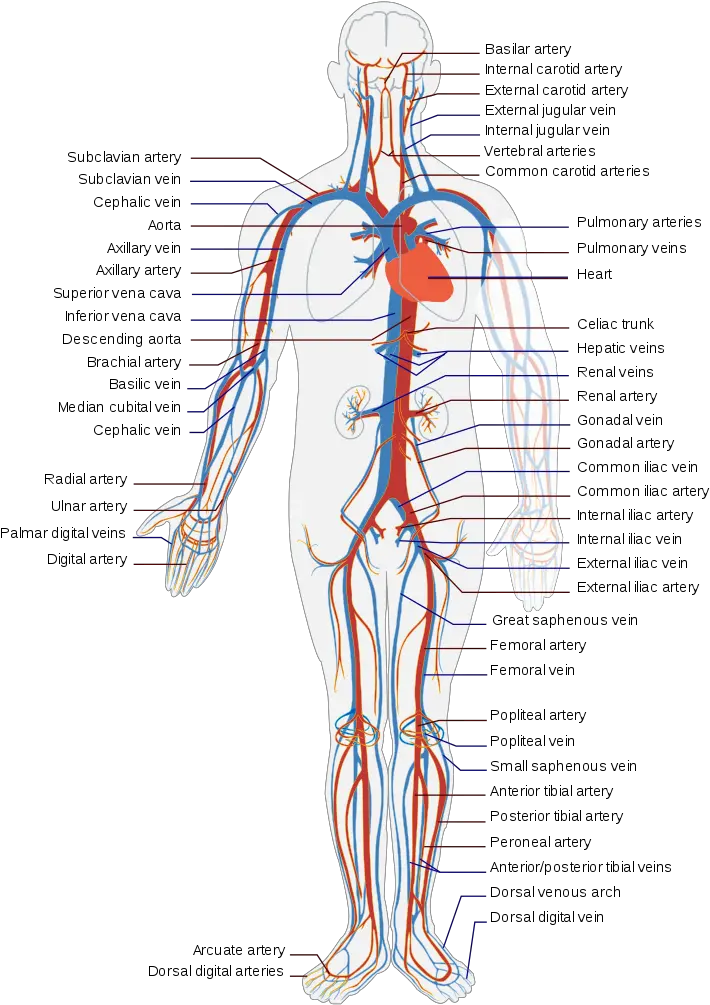 Muscle Veins Transparent Png Clipart Blood Flow Of The Body Vein Png