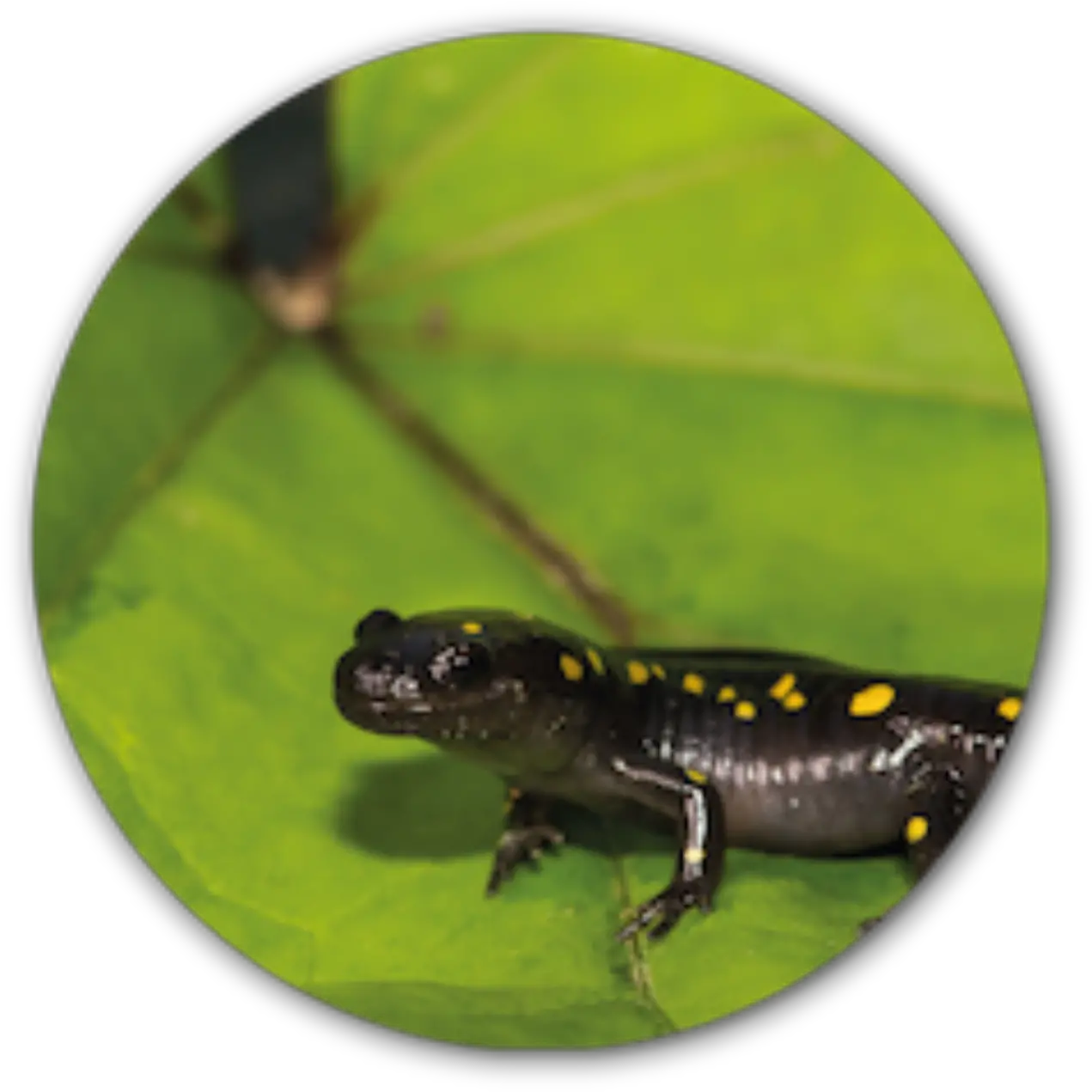 Salamander U0026 Toad Fencing Animex Spotted Salamander Png Salamander Icon