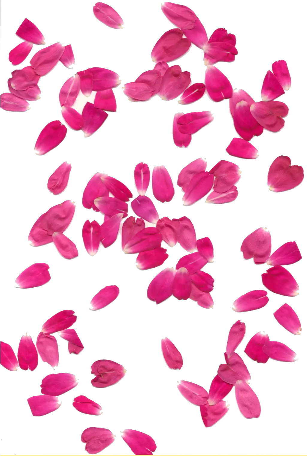 Transparent Background Hq Png Image Transparent Background Pink Flower Petals Png Roses Transparent Background