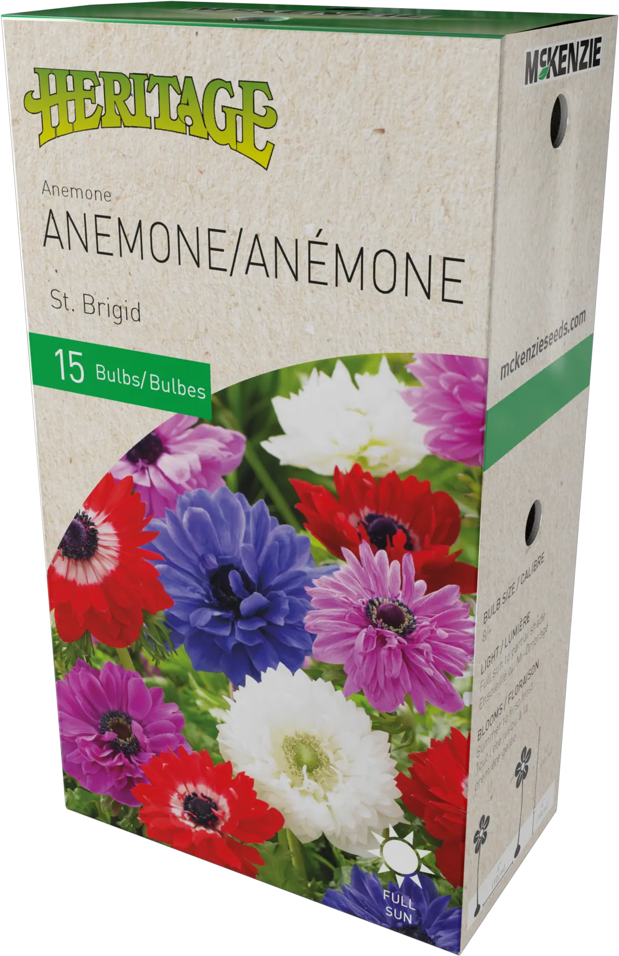 Anemone St Brigid Gladiolus Png Anemone Png