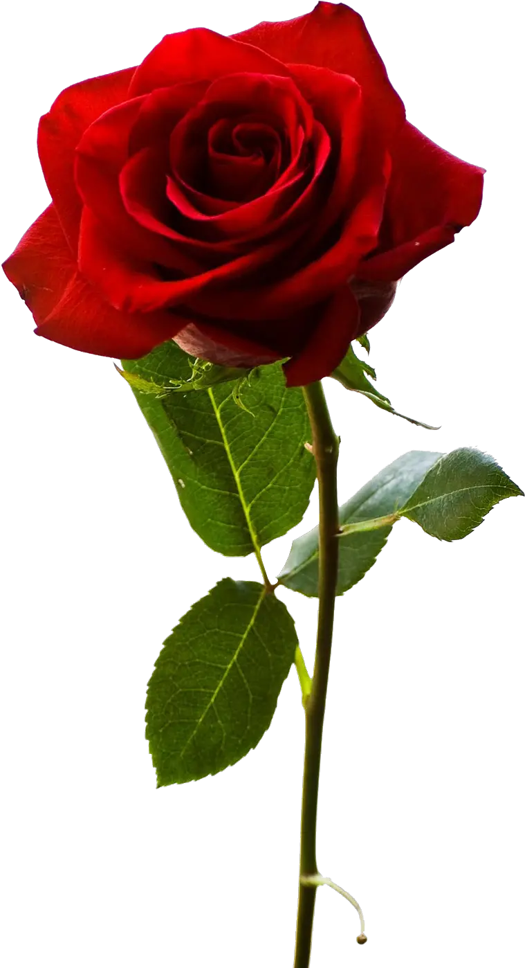 Red Rose Png Png Of Rose Propose Gratis Png