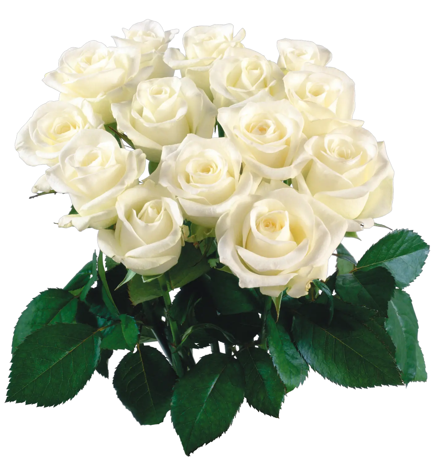 Bouquet Of Flowers Png Image White Flower Bokeh Png Garden Flowers Png