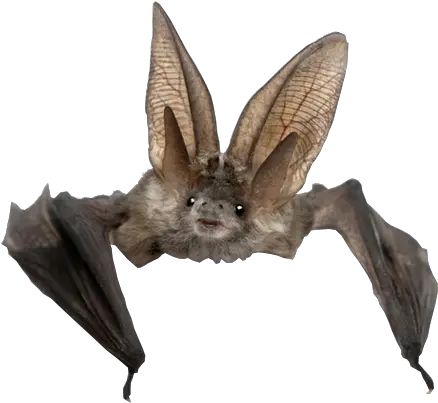 Real Bat Transparent Background Png Bat Png Bats Transparent Background