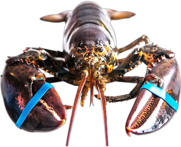 Live Canadian Lobsters For Export Air Lobster American Lobster Png Lobster Png