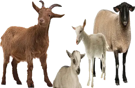 Goat Farming Improves Peasantsu0027 Lot Pakissancom Goat Images Png Goat Transparent