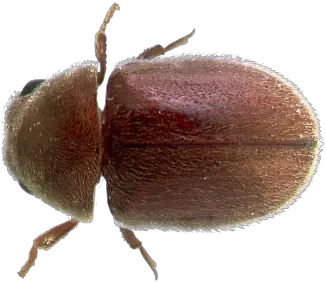 Insect Database Facts Hulett Environmental Service Dung Beetle Png Transparent Bug