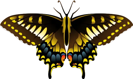 Butterfly Png With Transparent Background Illustrated Butterfly Watercolor Butterfly Png