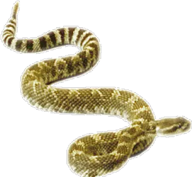 Rattler Png And Vectors For Free Download Dlpngcom Transparent Rattlesnake Png Rattlesnake Png