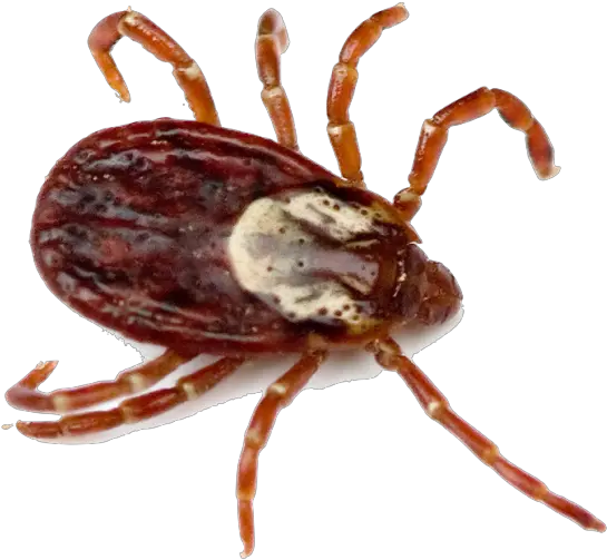 Bug Png Rocky Mountain Spotted Fever Tick Bug Png