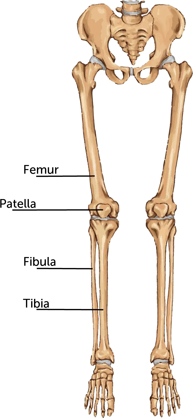 Broken Leg Boston Childrenu0027s Hospital Thigh Bone Png Leg Transparent