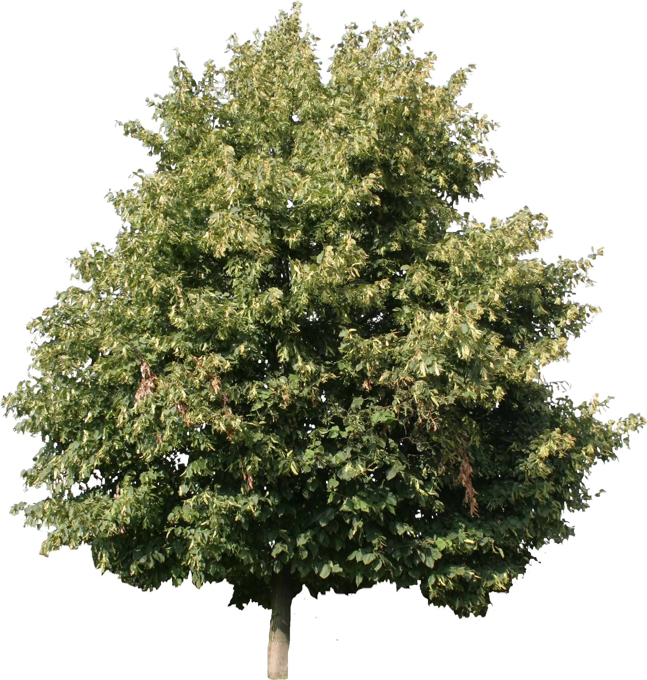 Linden Tree Cut Out Png Image Linden Tree Png Trees Background Png