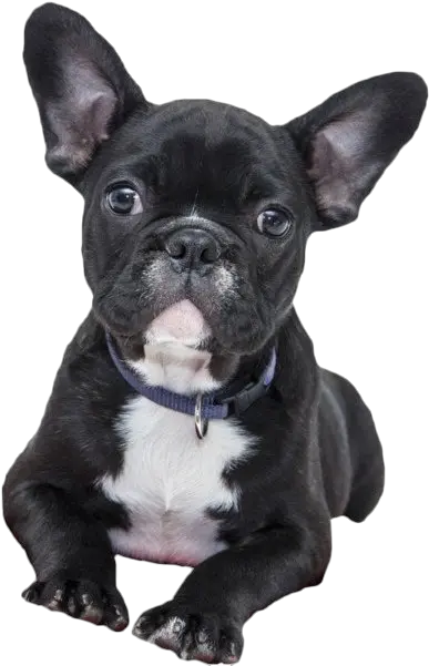 French Bulldog Png File French Bulldog Transparent Background French Bulldog Png