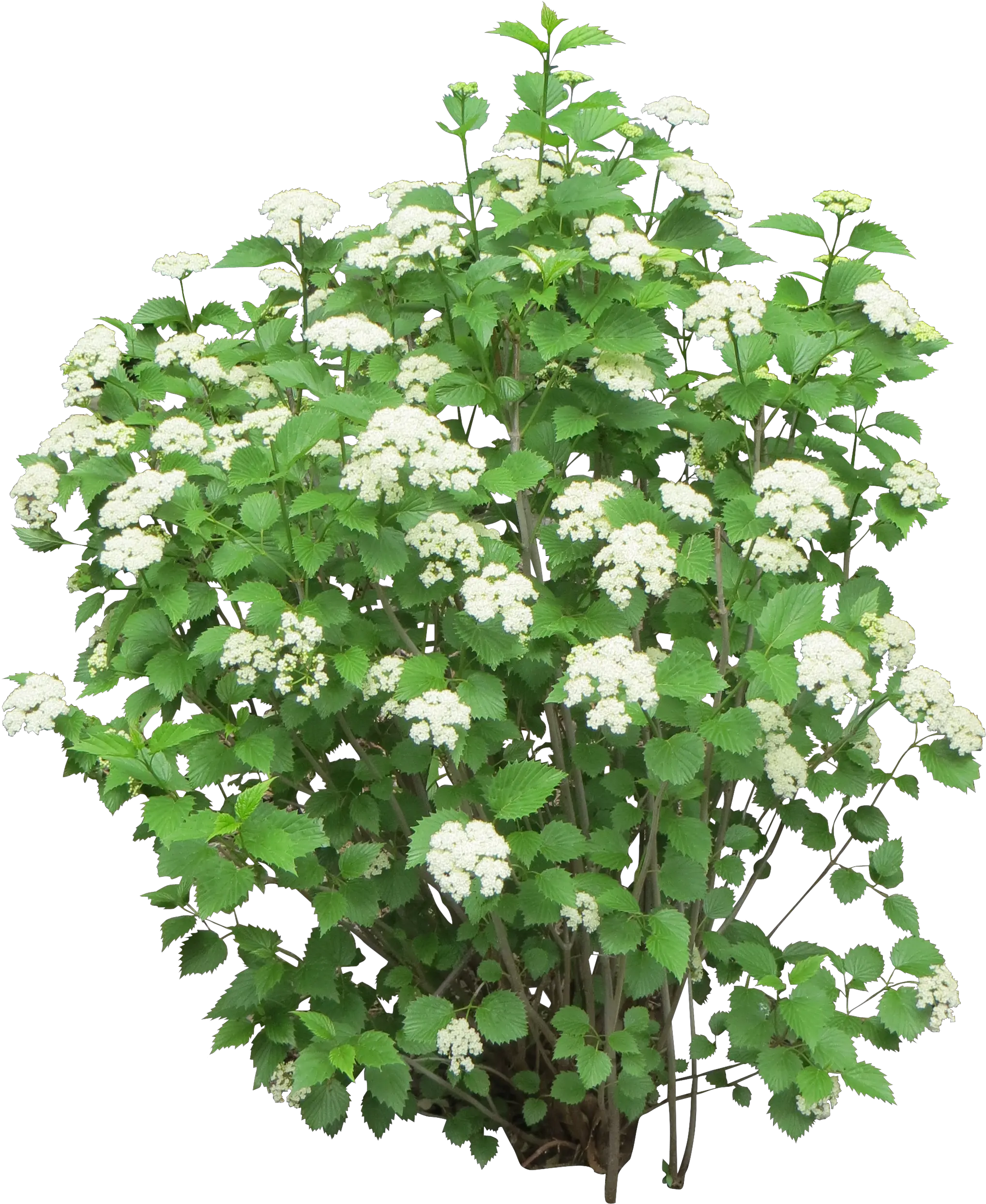 Shrub Bushes Png Transparent Images Flower Bush Png Shrub Transparent Background