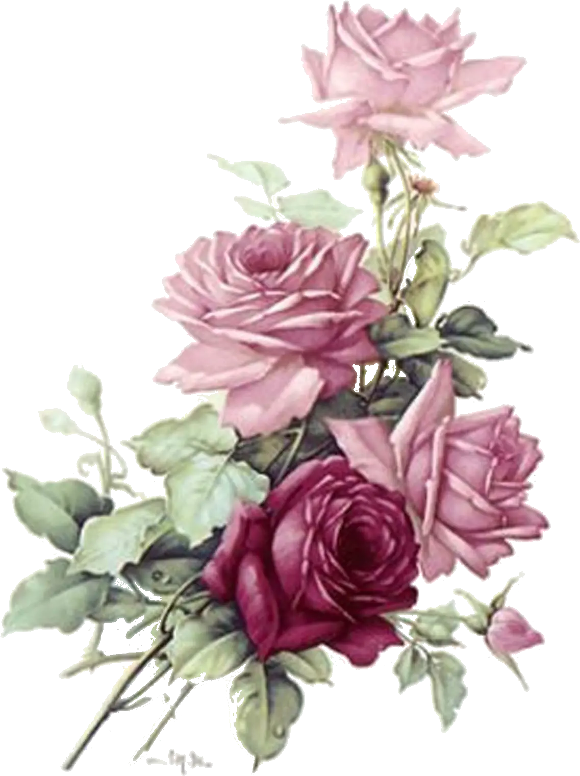 Download Roses Transparent Burgundy Flowers Png Png Image Vintage Flower Watercolor Clipart Roses Transparent