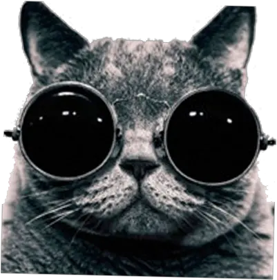 Cool Cat With Sunglasses Png Cool Picture High Resolution Cool Cat Png