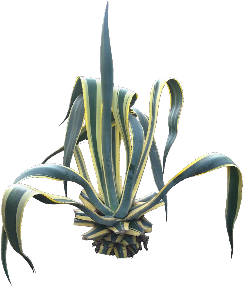 Agave Agave Americana Png Agave Png