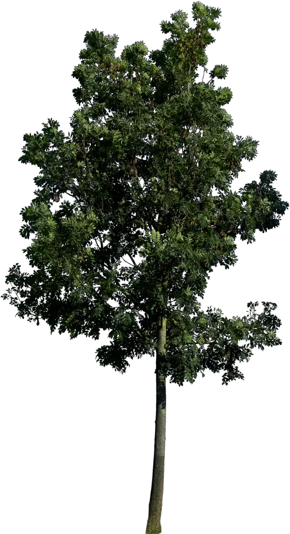 Tree Png Images Trees Nature 48png Snipstock Trees Png Tree Cutout Png png