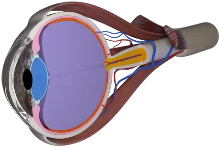 Graphics Defacto Trialworks Racket Png Eyeball Png