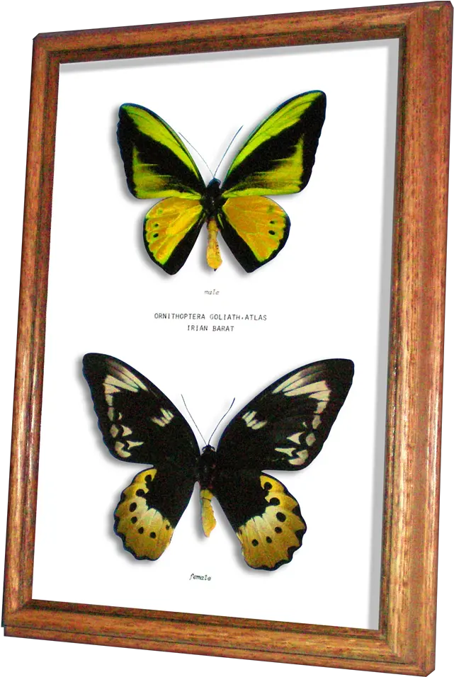 Collectibles Real Framed Butterfly Ornithoptera Goliath Birdwing Png Moth Png