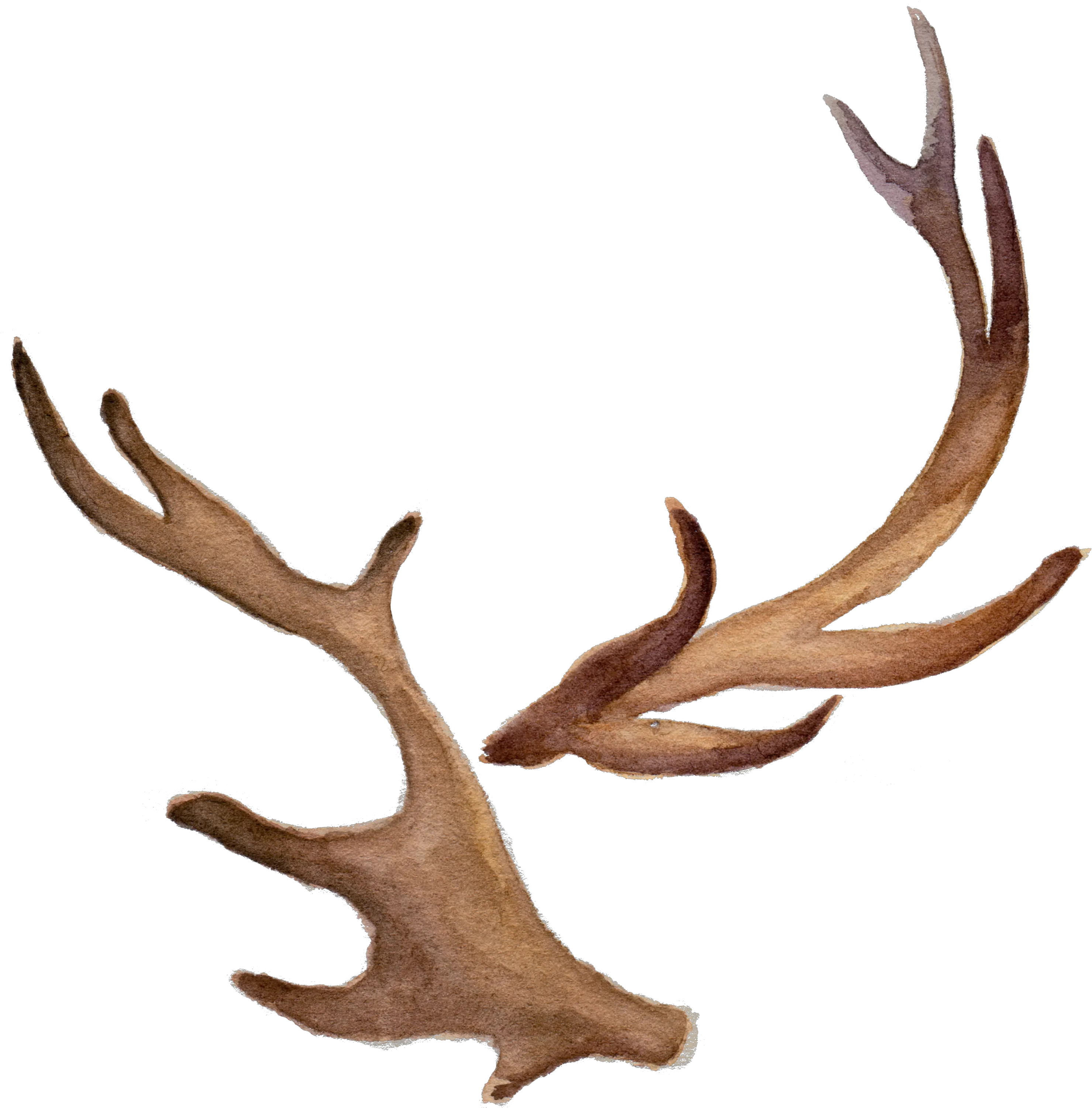 Png Free Fawn Antlers Watercolor Deer Antlers Png Antlers Png