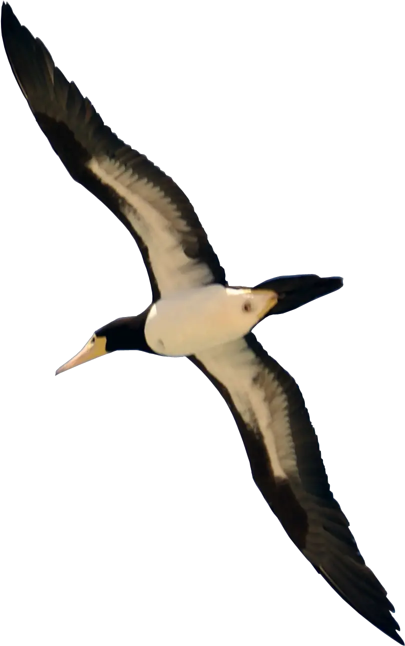 Download Bird Flying Png Image For Free Real Bird Flying Png Birds Png png