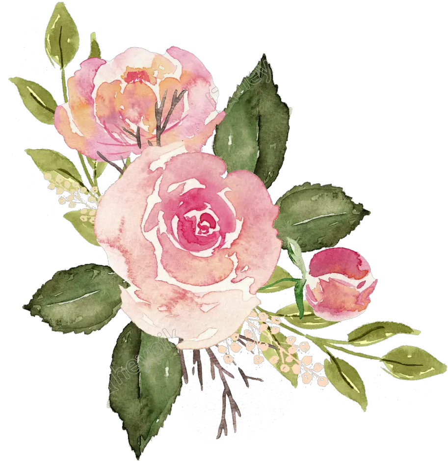 Watercolor Roses Png Free Matting Full Size Download Transparent Pink Watercolor Flowers Roses Png