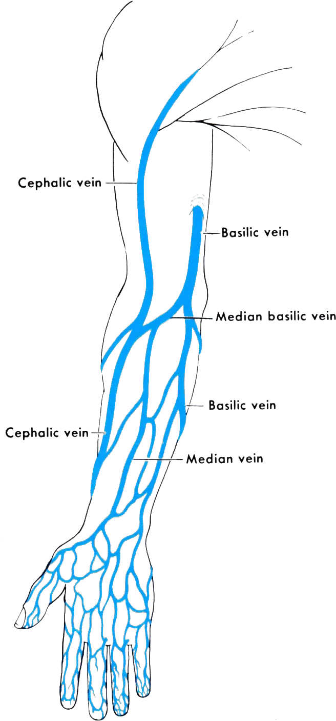 Veins Png Hd Name Of Veins In Arm Veins Png