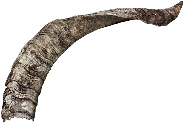 Horn Horns Animal Corne Png Goat Horns Png