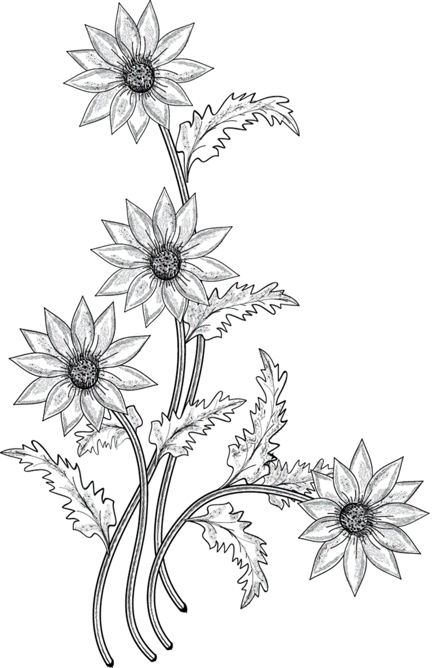 Download Black And White Flower With Stem Clipart Flower Transparent Flower Drawing Png Flower Stem Png png