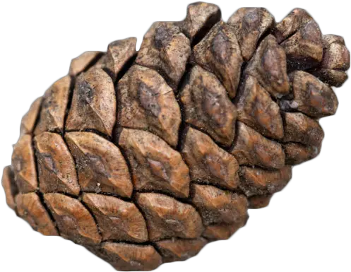 Pine Cone Transparent Background Png Conifer Cone Pine Cone Png